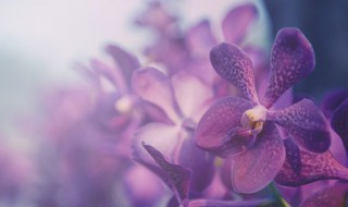 叶仙嫁接蟹爪兰几天取下夹子(叶仙嫁接蟹爪兰成活后又干枯是怎么回事)