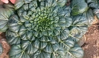 乌塌菜冬天能冻死吗 乌塌菜哪些人不能吃