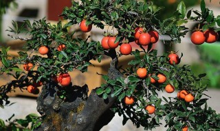 立秋过后能栽金弹子下山桩吗(秋季栽金弹子要点)