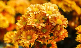 奥森波斯菊花期（2021年奥森波斯菊）