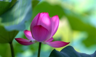 盆栽荷花种苗如何种植(盆栽荷花种苗如何种植视频)