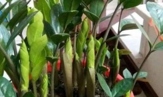 金钱树长的太高太弯怎么办 金钱树长的太高了怎么办