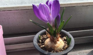 像洋葱一样的花叫什么花 像洋葱一样的花叫什么花在水里