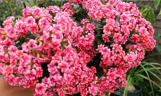 秋季长寿花的养殖方法和注意事项 秋季长寿花的养殖方法和注意事项视频