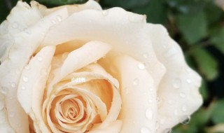 蜜桃雪山月季优缺点 最美的极品月季花品种