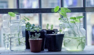 去除甲醛最有效的植物（去除甲醛最有效的方法）