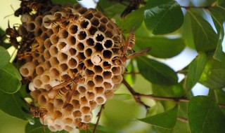 马蜂巢怎么吃 马蜂巢怎么吃最好