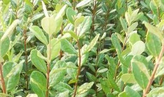 菲油果苗品种介绍 菲油果的品种和大小