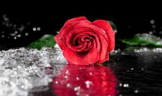 结婚纪念日送什么花好 结婚纪念日送什么花给老婆