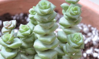 钱串怎么繁殖都有哪些方法 钱串怎么繁殖养得肥厚