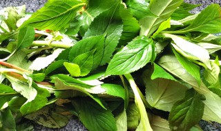 苦菜怎么吃好（野苦菜的功效与作用及禁忌）