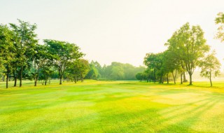 中国最古老的树（中国最古老的树多少年）