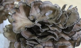 素炒灰树花的做法 灰树花怎么炒