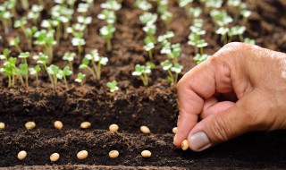 十月份后北方可以种植什么（北方十月份还能种什么菜）