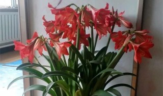 十一月份怎么养朱顶红(朱顶红11 月份能种吗)