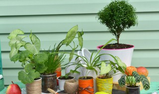 植物通过什么获得营养（植物会通过什么和什么获得和运输营养物质）