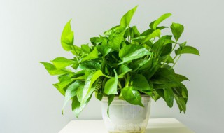 绿萝的养殖方法和注意事项是什么(绿萝养殖技术和注意事项)