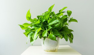 不怕冷的室内植物盆栽（冬天冻不死的常绿植物）