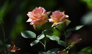 月季花的繁殖方法有哪些 月季花的繁殖方法有哪些月季花什么季节前插成活率高