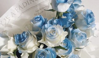 冰蓝玫瑰寓意 9支碎冰蓝玫瑰寓意