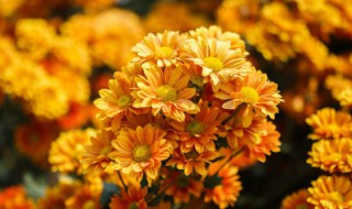 盆栽千头菊可以活几年（千头菊和球菊的区别）