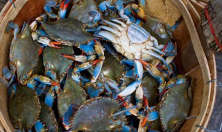 梭子蟹养殖的还是野生的（梭子蟹养殖的还是野生的）