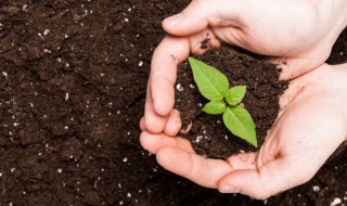 田园土是什么土质 田园土是什么土?