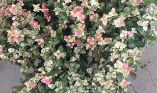 花叶络石冬天会冻死吗（花叶络石冬天室外能冻死）