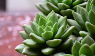多肉可以水培么 多肉可以水培吗?需要注意什么?