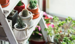 花盆里长白毛怎么去除（花盆里长白毛怎么去除视频）