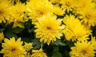 雏菊一年四季都开花吗（雏菊是一年四季开花吗）