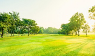 公路边上的绿化树都是什么树 公路边绿化是什么树?