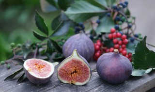 无花果掉叶子怎么办 无花果掉叶子怎么办小妙招