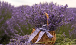 薰衣草怎么做干花 薰衣草做干花要晒吗