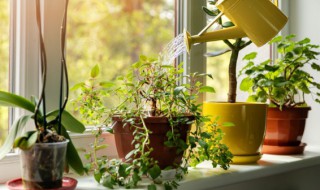 夏季文竹如何补肥最合适 夏季文竹施什么肥