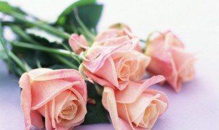 香槟玫瑰寓意和象征 香槟玫瑰为啥不能随便送人