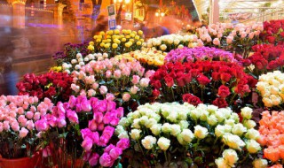 养花水里放什么花养得久(水里放什么花养的久)