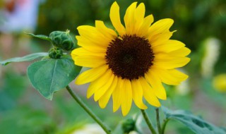 向日葵花期最晚几月份 向日葵什么时候花