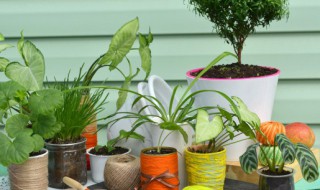植物换盆注意事项 植物换盆后什么时候浇水