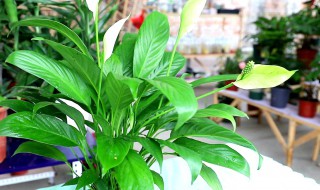 白掌怎么缓苗（白掌怎么栽）