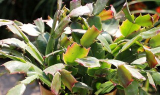 蟹爪兰夏天如何养护叶片肥厚（蟹爪兰夏天如何养护叶片肥厚的原因）