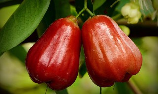 莲雾的吃法技巧 莲雾的吃法图解