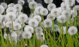什么植物靠风旅行（什么植物靠风旅行繁殖）