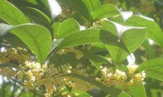 桂花树长什么样子（桂花树长什么样子图片 真实）