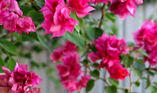 三角梅的养护（三角梅的养护方法及注意事项）