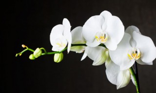 兰花的正确养殖方法（兰花的正确养殖方法日记）