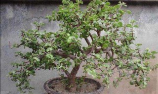 金技玉叶秋天可以换盆吗 金技玉叶掉叶什么原因