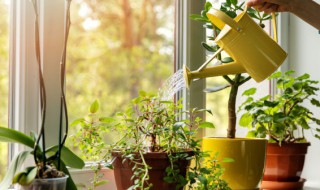 多肉服盆期多久浇一次水(多肉服盆期浇水规则)