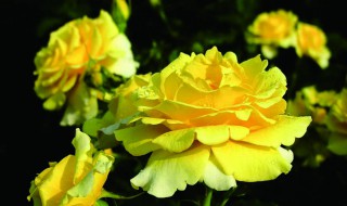 黄色花代表什么意义 黄色花代表什么含义