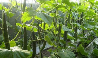 黄瓜结果期冲施什么肥料（黄瓜生长期施什么肥最好）